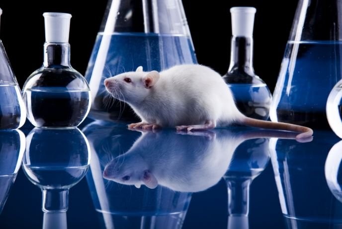 Ученые получили живых мышей из бесформенной массы стволовых клеток
