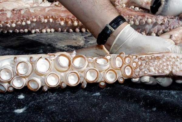 В Испании на берегу океана обнаружили самку гигантского кальмара