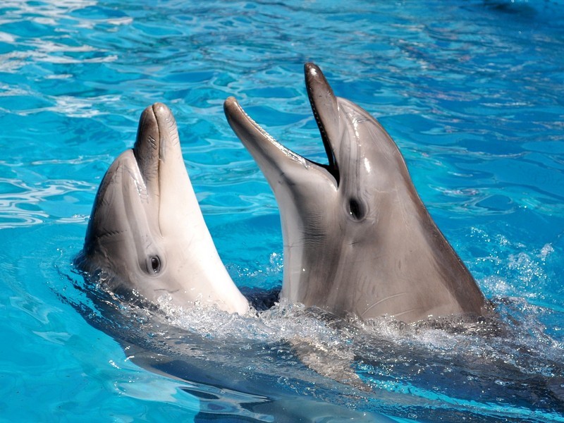 Дельфины обращаются друг к другу по именам