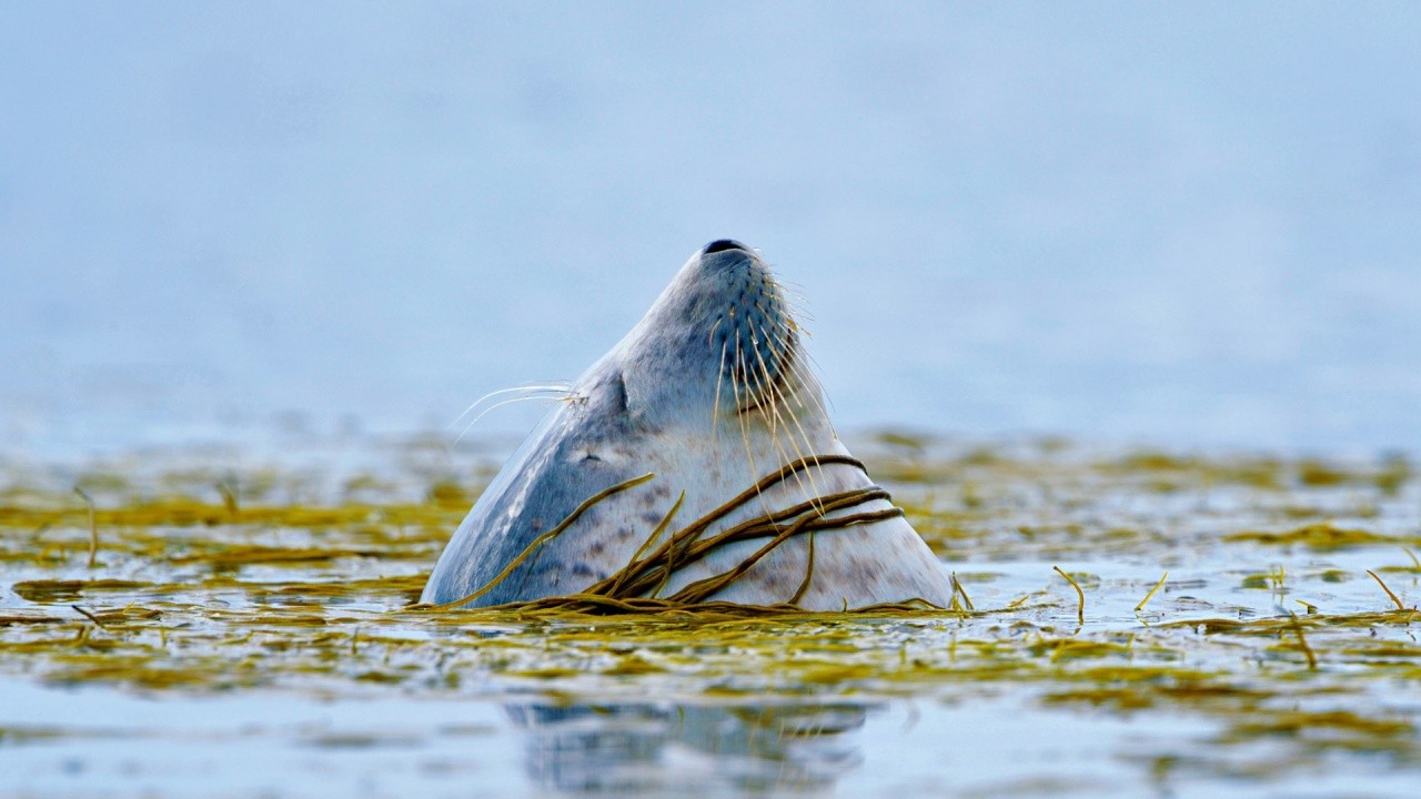 GPS помогла выяснить вероятную причину смерти тюленей в Шотландии