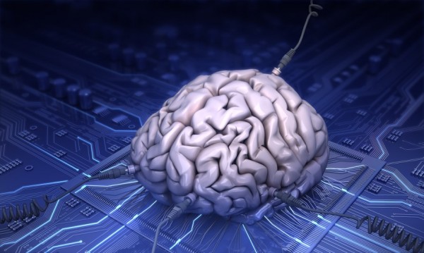 Ученые вырастили 300 экземпляров искусственного человеческого мозга