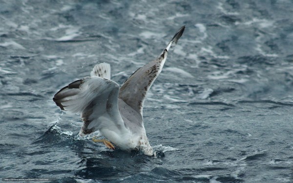 Ученые выяснили, почему пластик в океане привлекает птиц