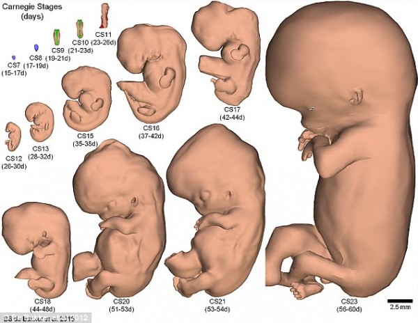 Учёные создали трёхмерную модель жизненного цикла эмбриона