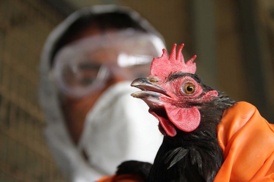 2-ой за месяц случай заражения птичьим гриппом зафиксировали в Гонконге