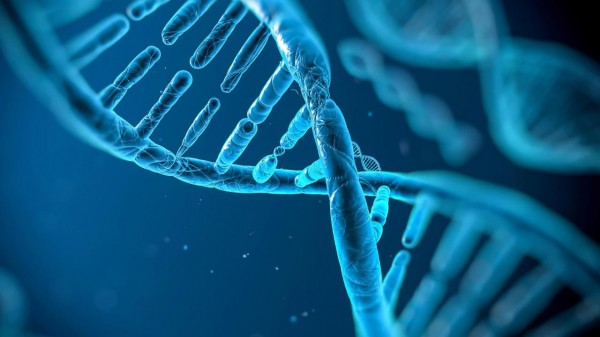 Реактивация эмбриональных генов приводит к старению мышц – ученые