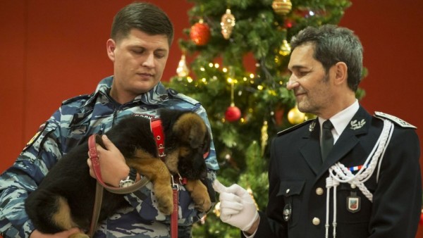 Подаренного Франции пса Добрыню из России забраковали для службы в полиции