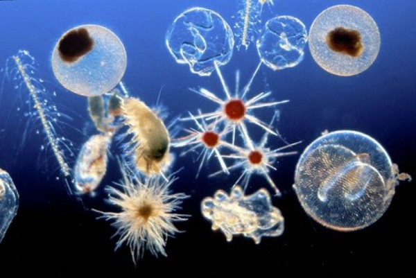 Ученые: Планктон является ключевым источником жизни на Земле