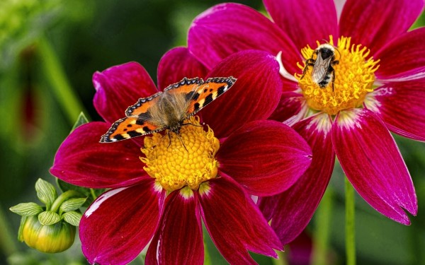 Учёные: В Великобритании из-за погоды сократилась популяция шмелей и бабочек
