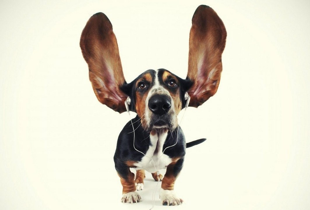 Ученые узнали, какая музыка нравится собакам