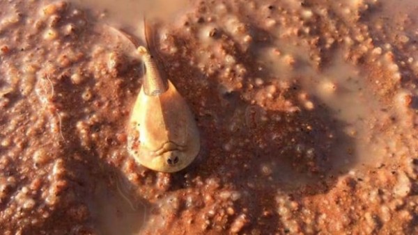 Из-за наводнения в пустыне Австралии появились необычные существа