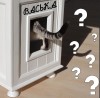 Тайны кошачьего имени: Откуда берутся клички и как они влияют на животное