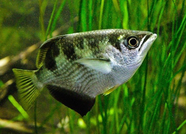 Рыбы могут распознавать человеческие лица- Ученые