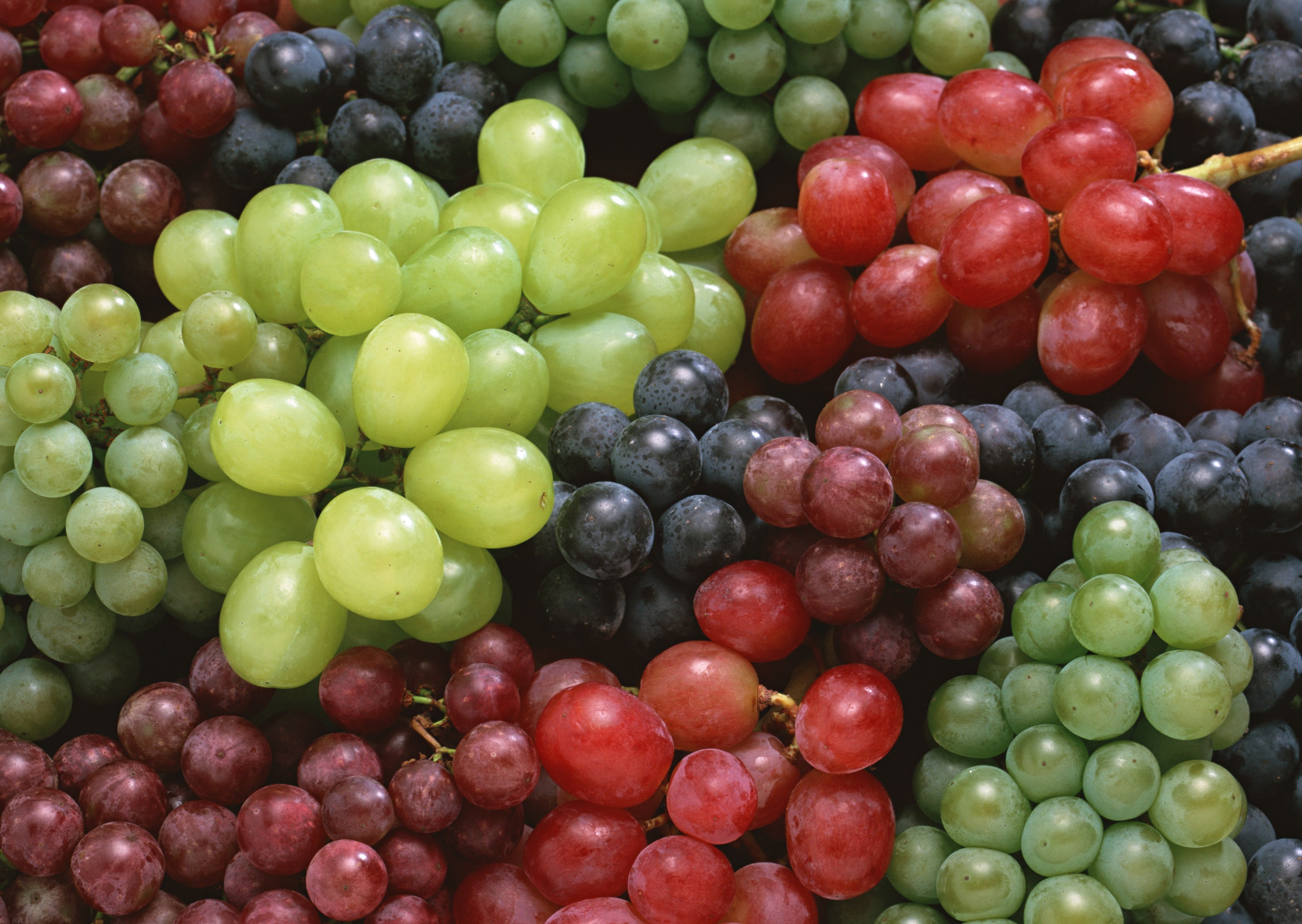 Ученые доказали, что виноград способен побороть болезнь Альцгеймера