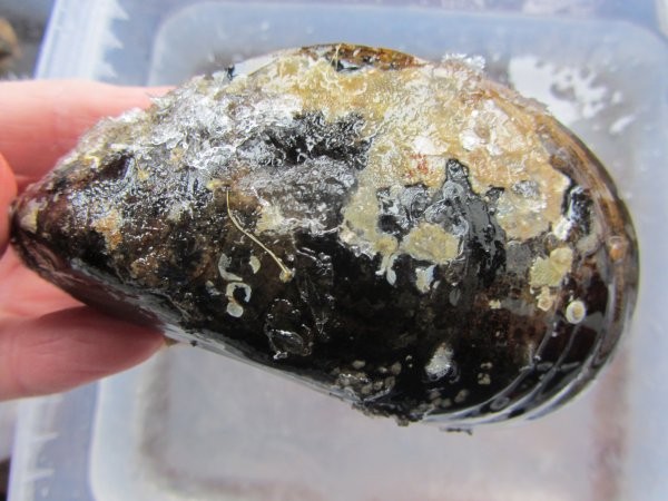Моллюск, уничтожающий рак, найден на острове российский
