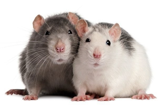 Удачно испытали эликсир молодости на мышах голландские ученые