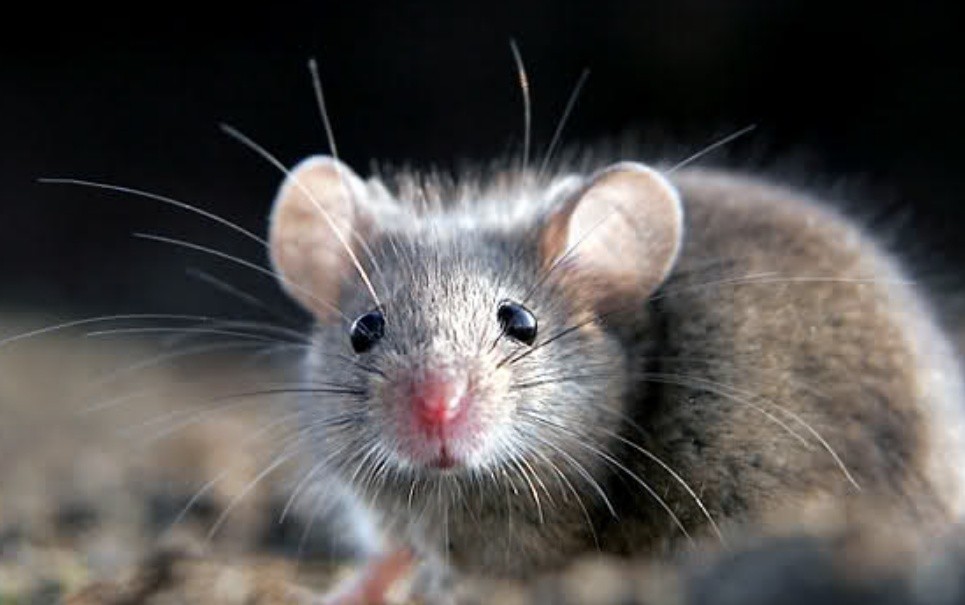 Мыши указали на оседлый стиль жизни людей еще до появления земледелия