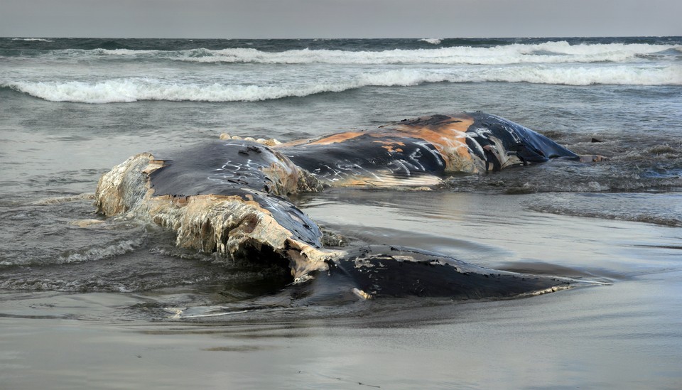На берег Камчатки выбросило туши 2-х больших млекопитающих