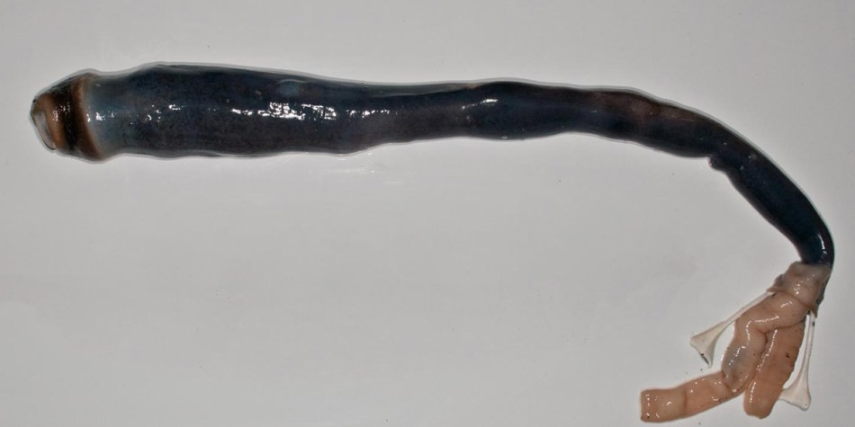 Ученые в первый раз вскрыли оболочку гигантского корабельного червя