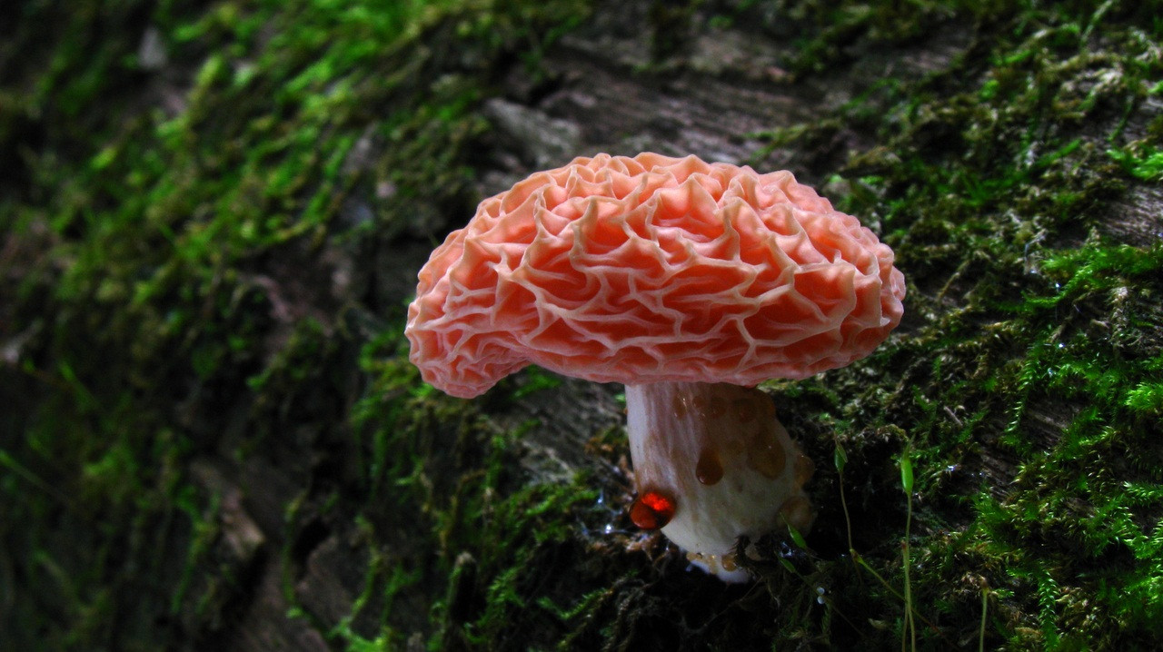 Ученые узнали, что грибы являются одними из самых старинных существ на Земле