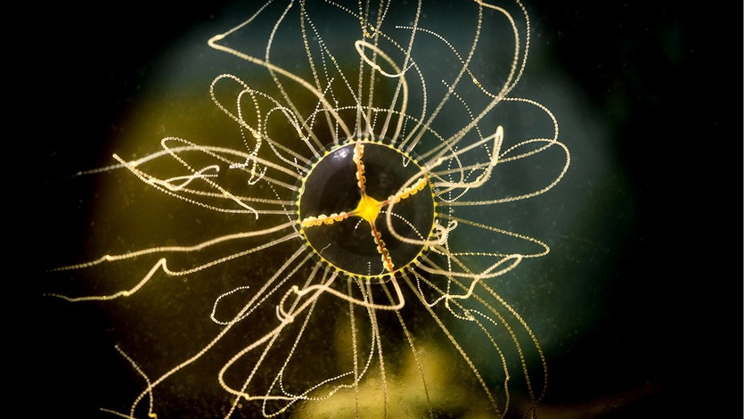 Ученые из соедененных штатов отыскали новый вид медуз с очень опасным жалом