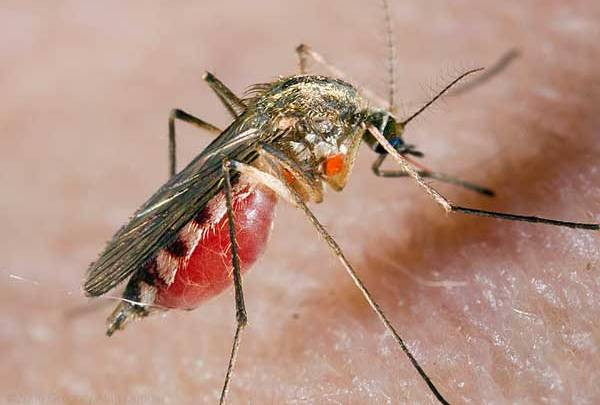 Свет угнетает стремление комара кусать людей — Ученые