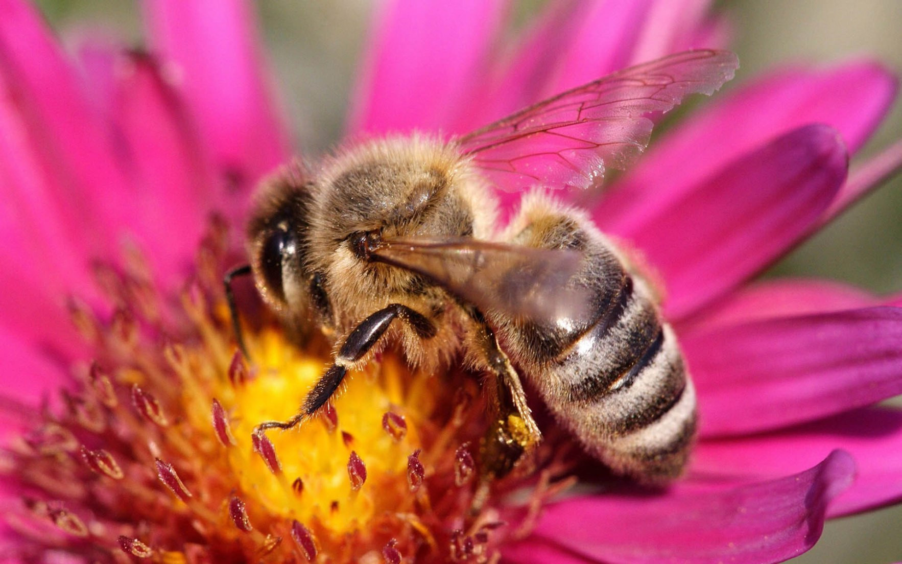 Неоникотиноиды негативно влияют на популяции пчел — Ученые