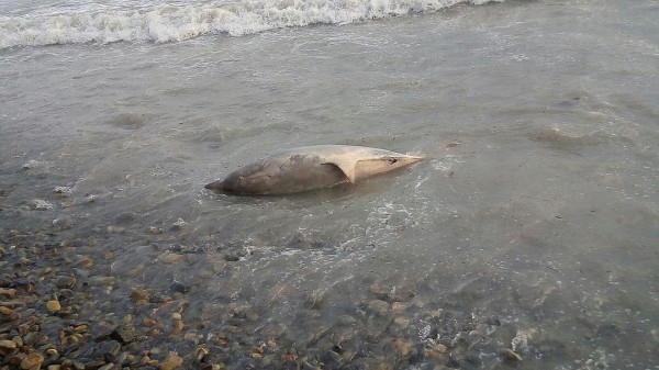 В Анапе шторм выбросил на пляж мёртвых дельфинов