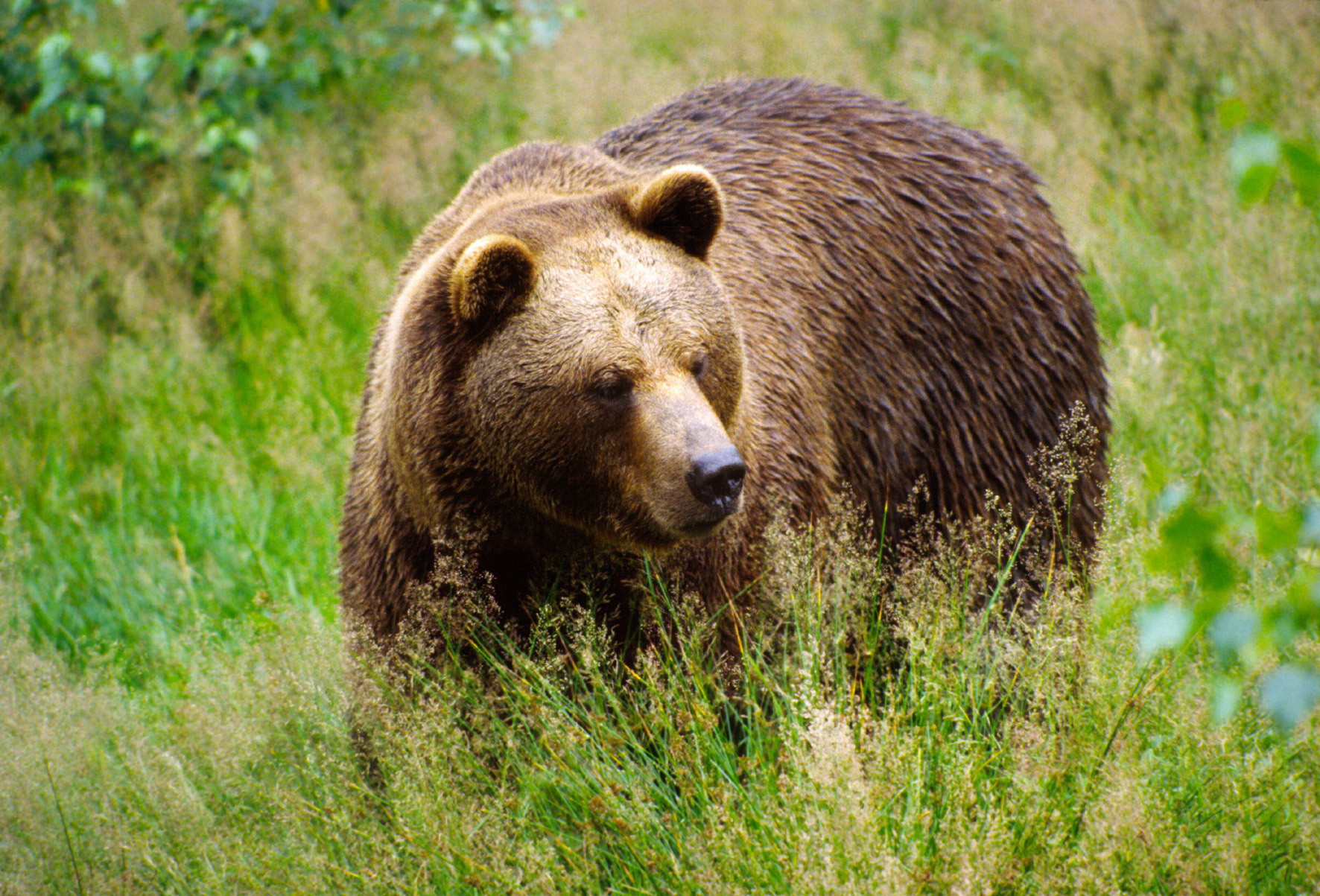 На Аляске медведь зашел в алкогольный магазин