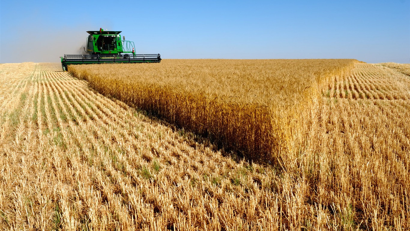 Россия по итогам сельхозгода экспортировала 35,5 млн тонн зерна