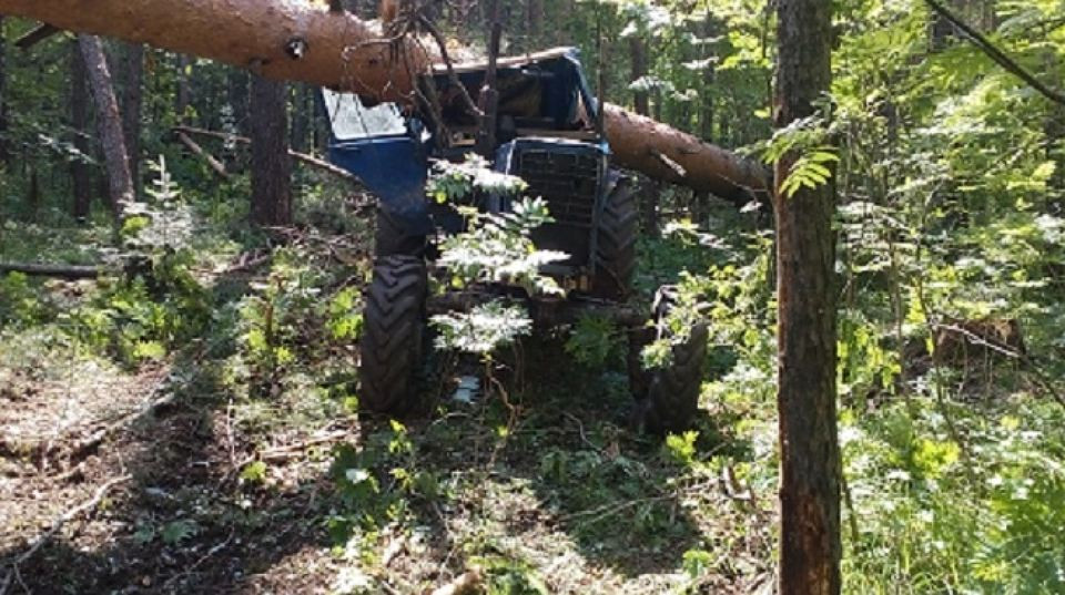 В Челябинской области дровосек погиб под рухнувшим деревом