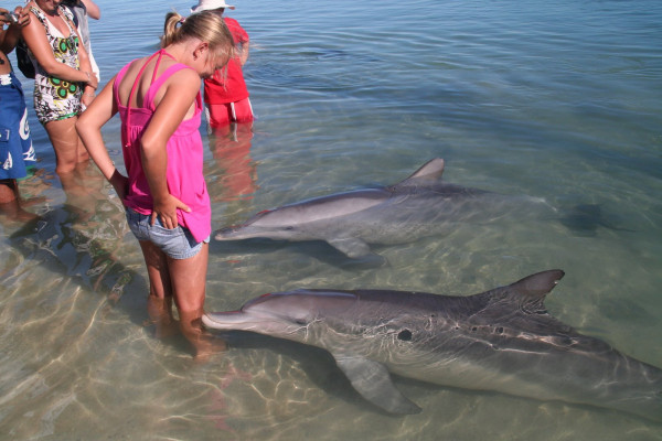 СМИ: В Крыму произошла массовая гибель дельфинов
