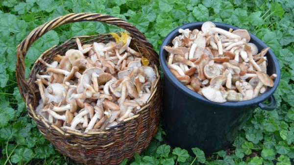 В Воронежской области зафиксировано отравление грибами четверых человек