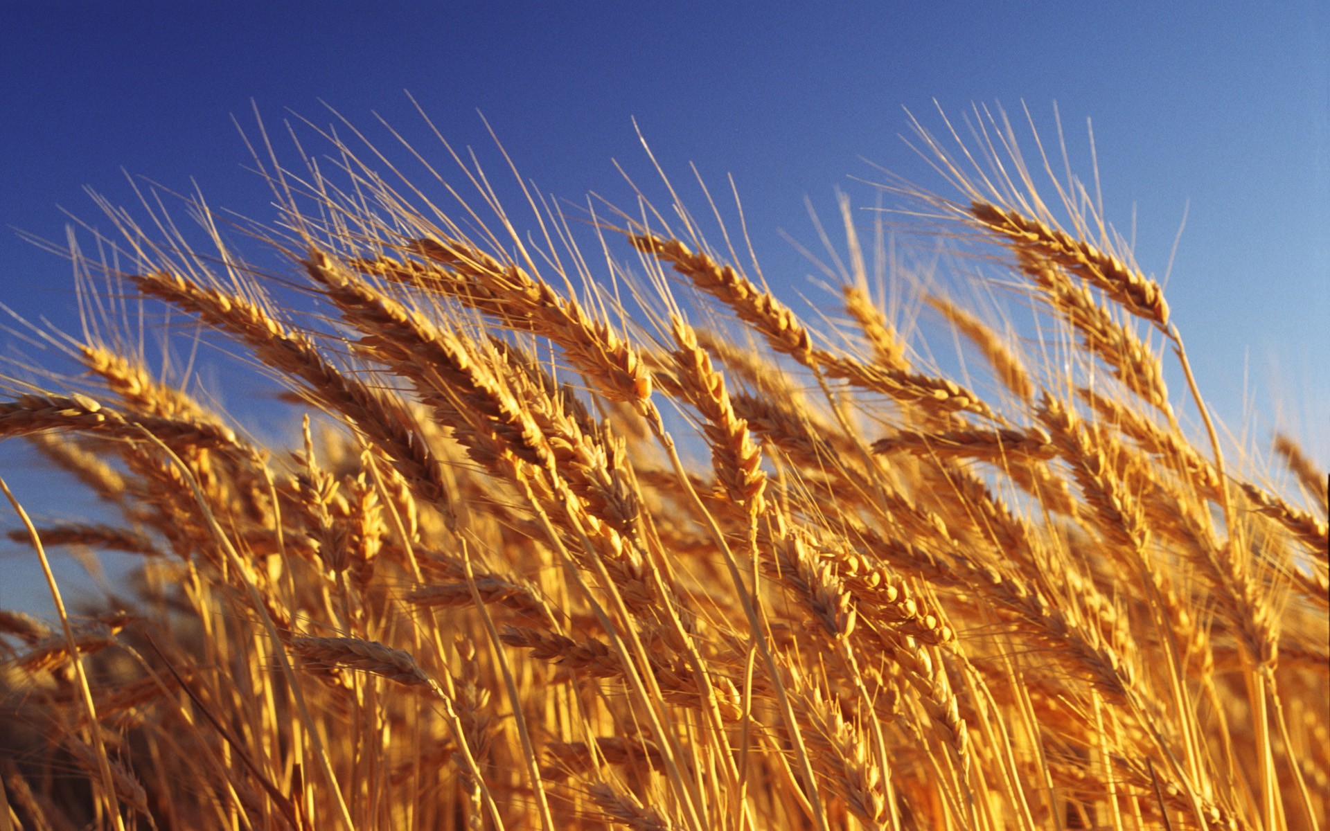Рекордный урожай зерновых приведет к дефляции