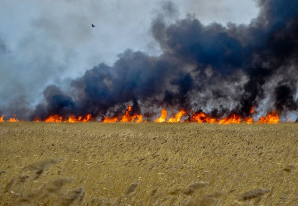 Пожары в Волгоградской области тушат более 6 тысяч человек