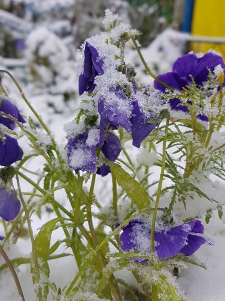 В Башкирии в августе выпал первый снег