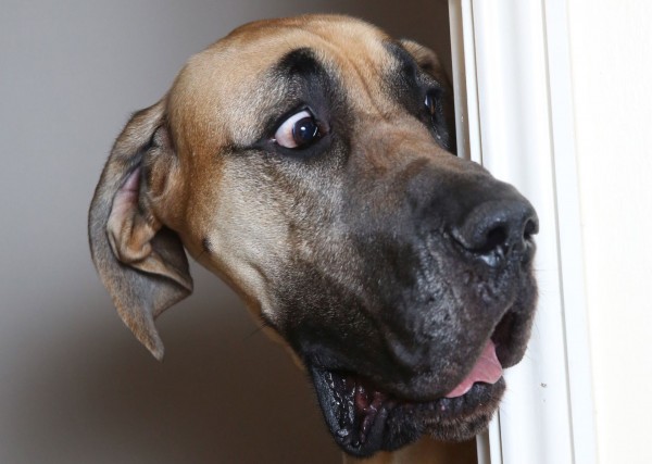 Учёные: Собаки используют мимику своей морды для общения с людьми
