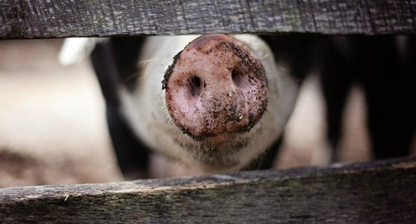 В Исетском районе зафиксирован очаг африканской свиной чумы