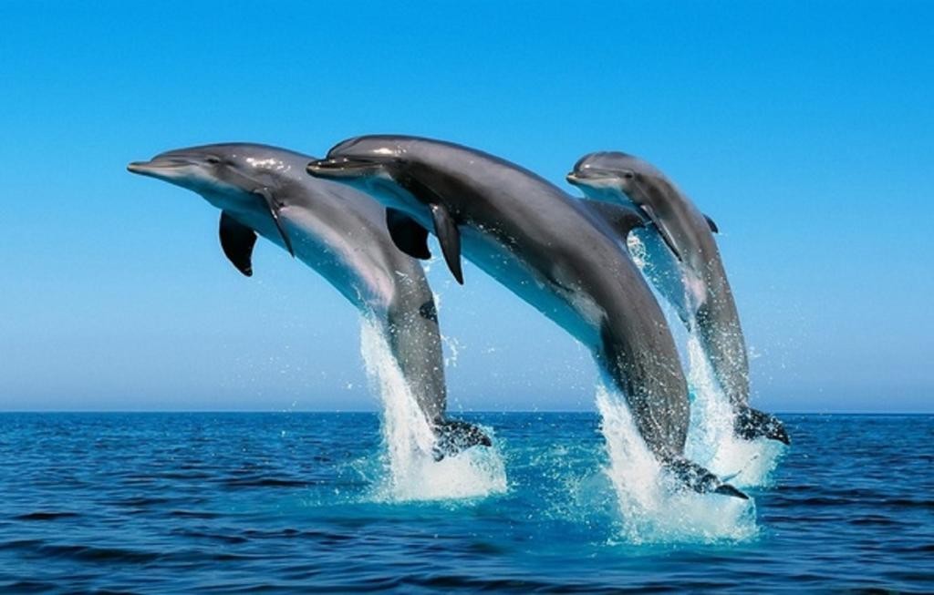 Звуки дельфинов без музыки скачать