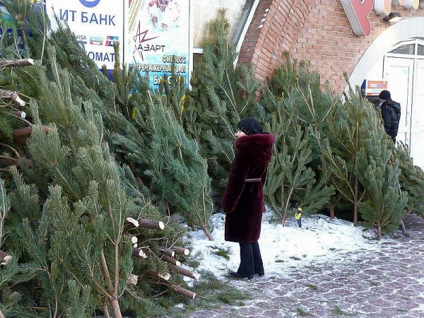 В Омске продают новогодние елки с лесными паразитами