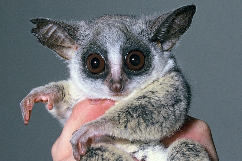 Учёные обнаружили на Мадагаскаре самый милый вид карликовых лемуров