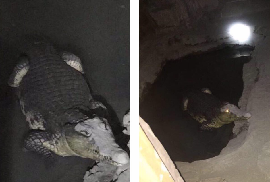 Гражданин Петербурга снял на фото взрослого крокодила в подвале дома