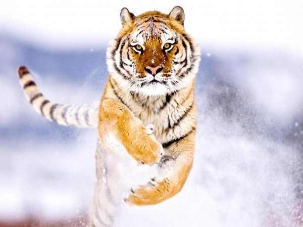 В Амурской области найдены свежие следы тигров