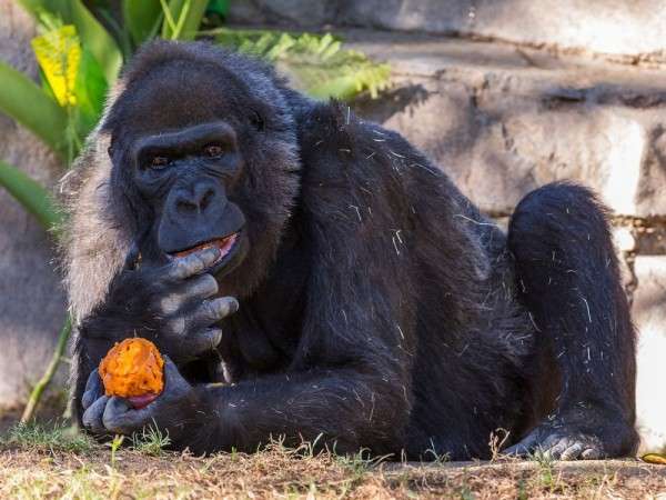 На территории зоопарка в Сан-Диего умерла самая старая горилла
