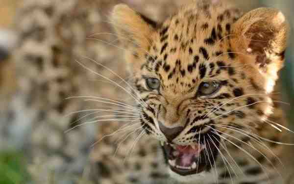 Посетителям омского цирка предлагают выбрать имя для маленького леопарда