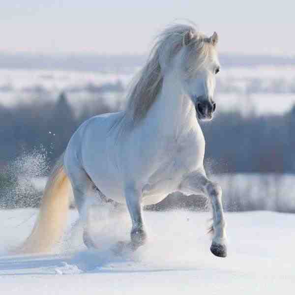 В Нальчике появился «принц» джигит на белом коне