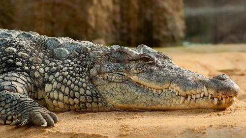 В Башкирии на дороге нашли мертвого крокодила
