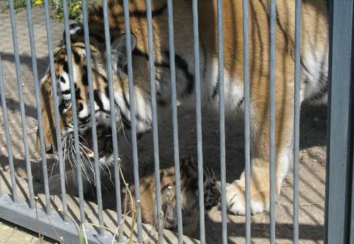 Злая тигрица напала на специалиста по хищникам в Уссурийске