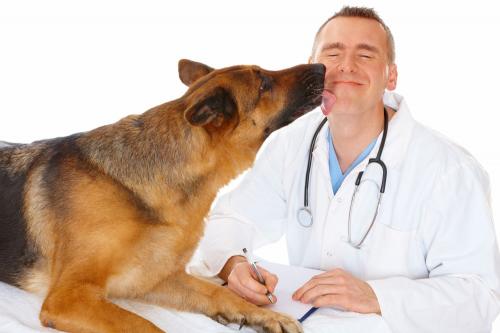 Ученые назвали фактор-провокатор развития аллергии у собак