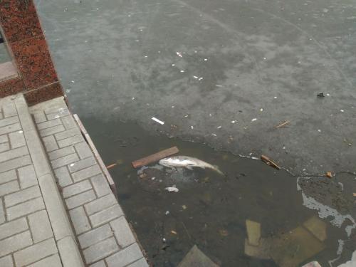 В Астрахани произошла массовая гибель рыбы на Лебедином озере