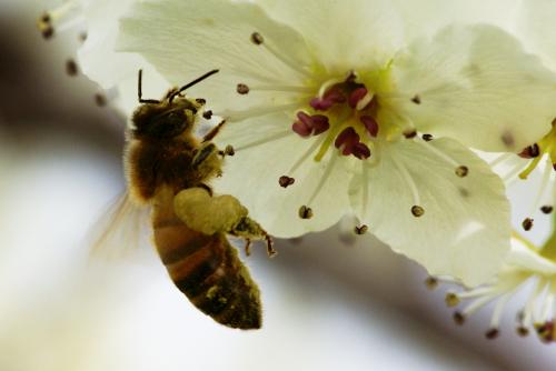 «Неправильные пчёлы»: В Испании женщина умерла после лечения пчелоужаливанием